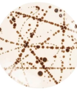 DELANEY BRONZE SPLATTER DINNERWARE | BLUE PHEASANT THE TABLE