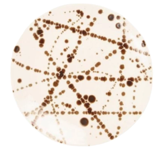 DELANEY BRONZE SPLATTER DINNERWARE | BLUE PHEASANT THE TABLE